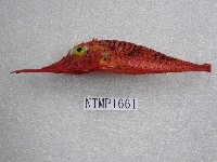 藏品(平面黃魴鮄)的圖片